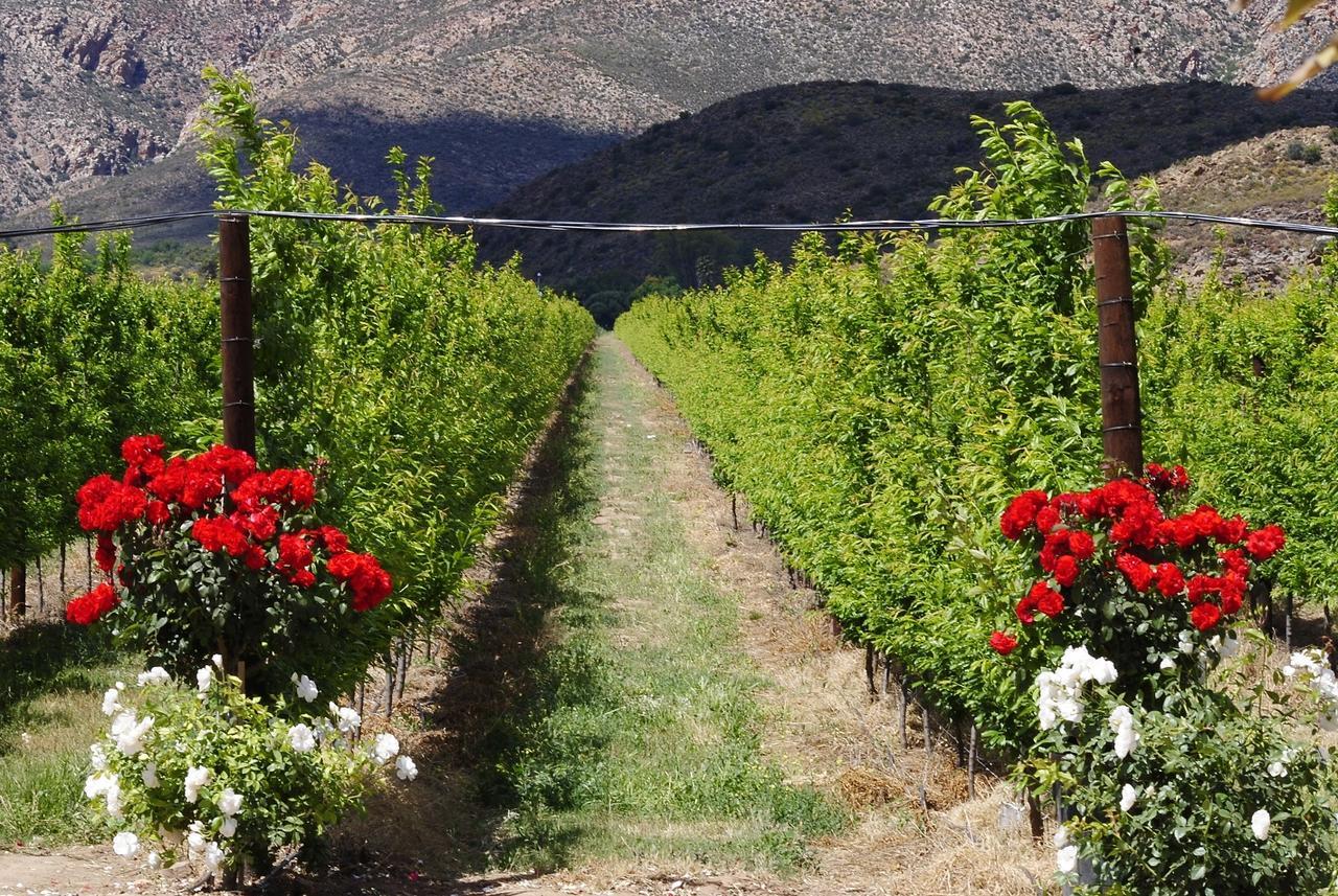Bon Accord Farm Cottages مونتاغو المظهر الخارجي الصورة