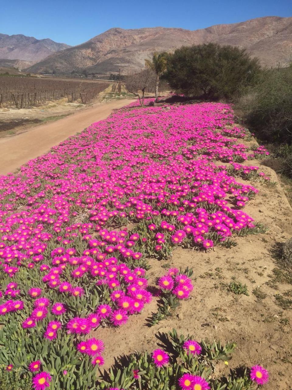 Bon Accord Farm Cottages مونتاغو المظهر الخارجي الصورة